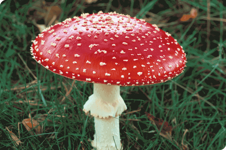 Amanita Muscaria