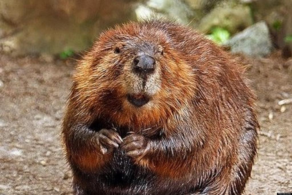 I dont fuck with the beaver!