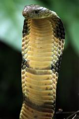 Dont underestimate this one. King Cobra!