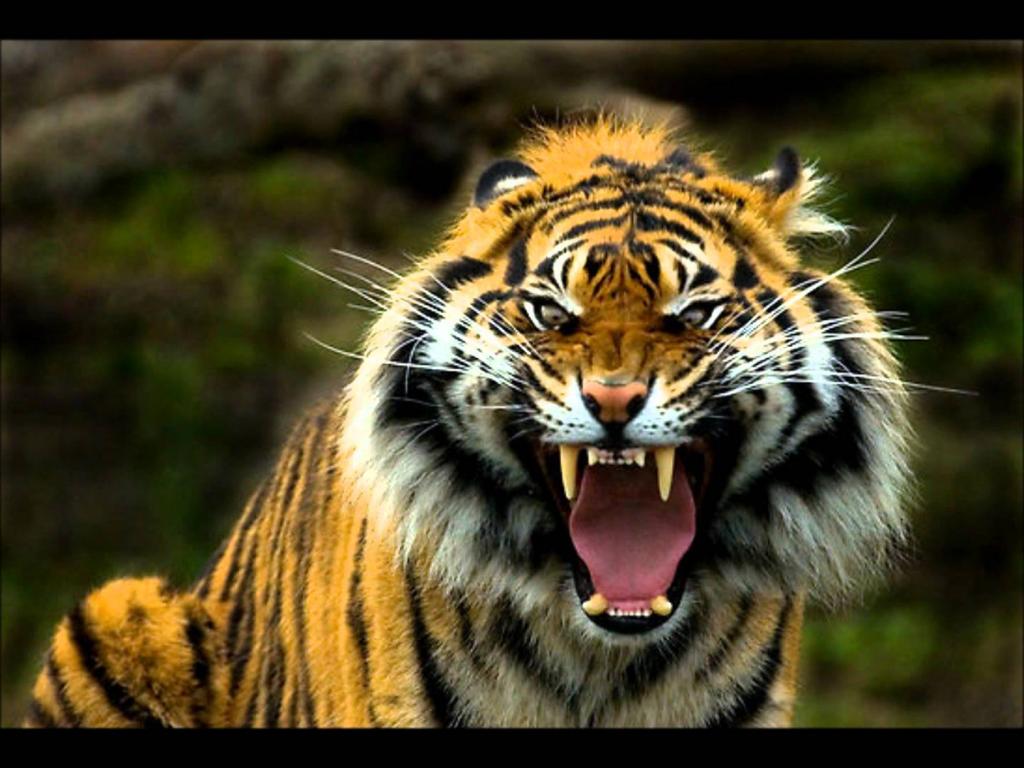 Eye of the Tiger! King of Jungle and good Swimmer!