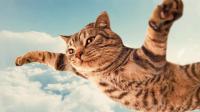 THE FLYING CAT