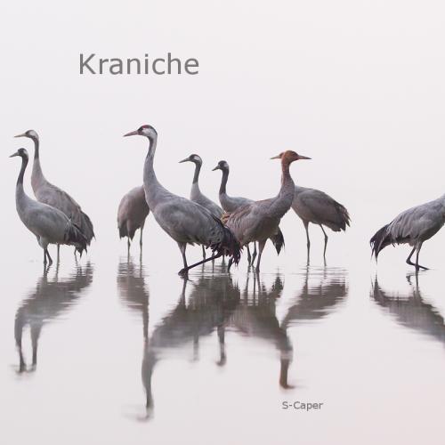 Kraniche