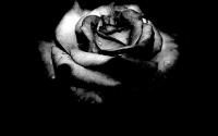 Black Rose