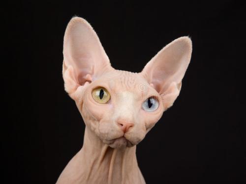 Au-Pill / Sphynx